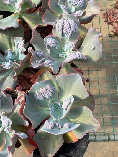 Echeveria Zanoke (扎诺克) succulent — wholesale bare-root export from Yunnan, China (2 of 4)