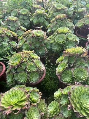 Aeonium Aeonium 'Zhifou' succulent — wholesale export from Yunnan, China