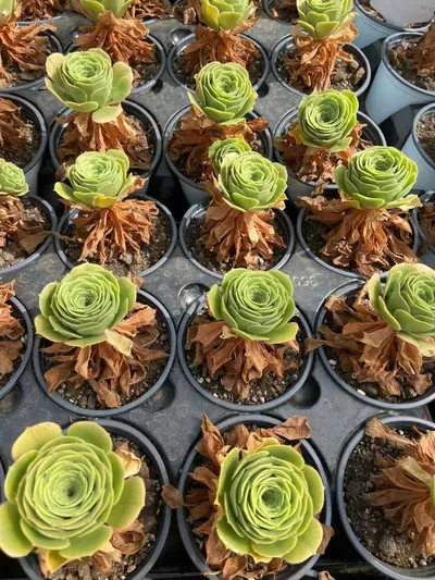 Echeveria Zinnia (辛尼亚) succulent — wholesale bare-root export from Yunnan, China (3 of 3)