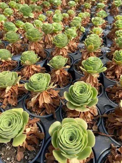 Echeveria Zinnia (辛尼亚) succulent — wholesale bare-root export from Yunnan, China (2 of 3)