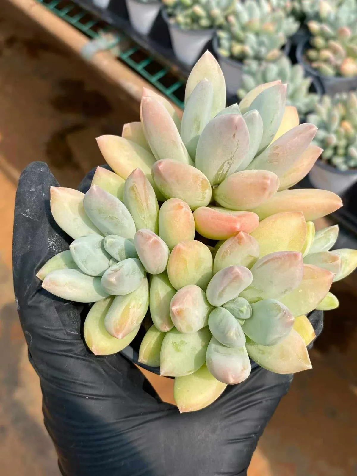 xPachyveria Tricolor Beauty (三色美人) succulent — wholesale bare-root export from Yunnan, China (1 of 5)