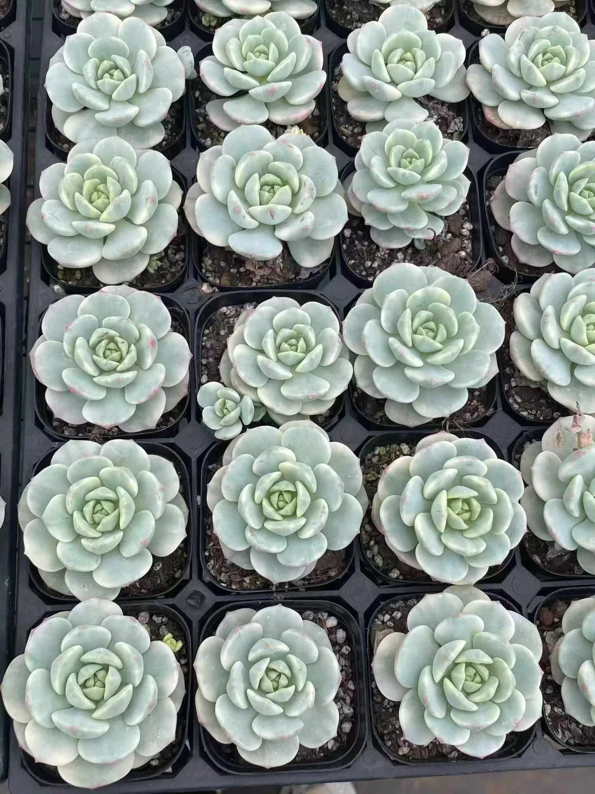 Echeveria Vanilla Variegated (香草锦) succulent — wholesale bare-root export from Yunnan, China (1 of 4)