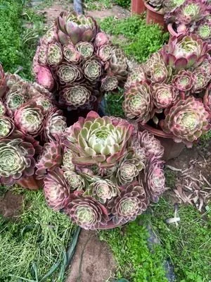 Aeonium 'Wax Apple Candy Heart' (莲雾糖心) succulent — wholesale bare-root export from Yunnan, China