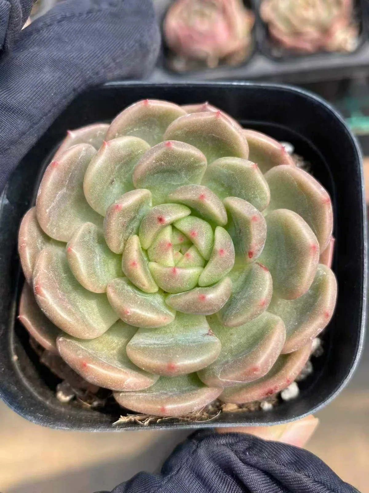 Echeveria Waxwing (太平鸟) succulent — wholesale bare-root export from Yunnan, China (1 of 4)
