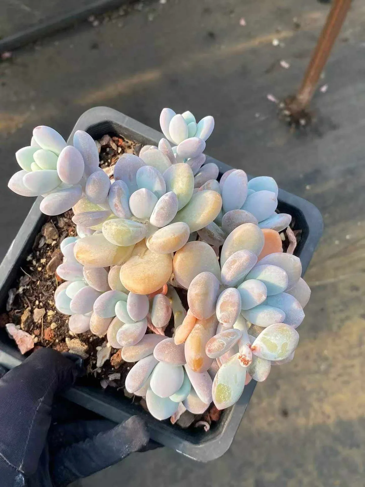xPachyveria Wenyu Beauty Large Cluster (文瑜美人大群) succulent — wholesale bare-root export from Yunnan, China (1 of 6)
