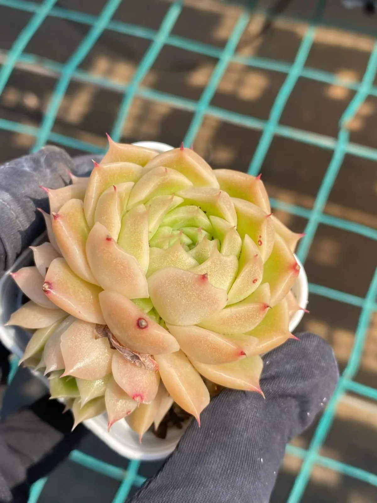 Echeveria Wheat Straw (麦秆) succulent — wholesale bare-root export from Yunnan, China (1 of 7)