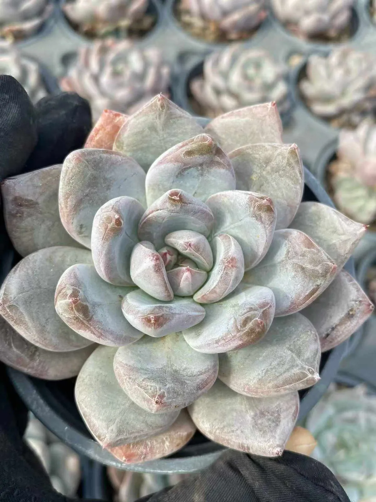 Echeveria White Spirit Single (白无常单头) succulent — wholesale bare-root export from Yunnan, China (1 of 7)