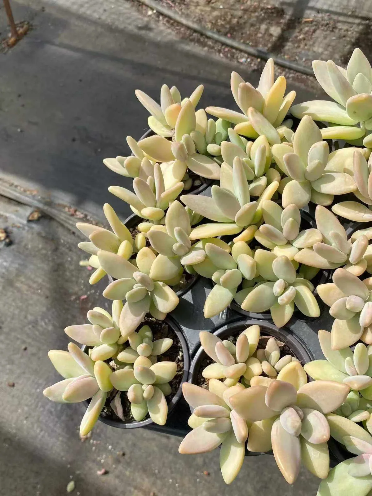 Echeveria Yellow Penguin (黄企鹅) succulent — wholesale bare-root export from Yunnan, China (1 of 6)