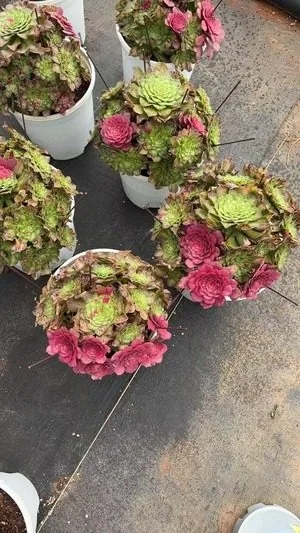 Aeonium 'Zhifou' (知否) succulent — wholesale bare-root export from Yunnan, China