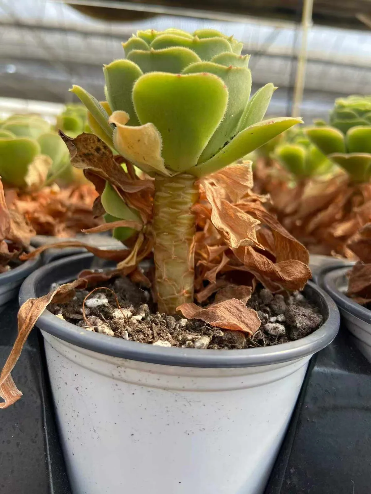 Echeveria Zinnia (辛尼亚) succulent — wholesale bare-root export from Yunnan, China (1 of 3)